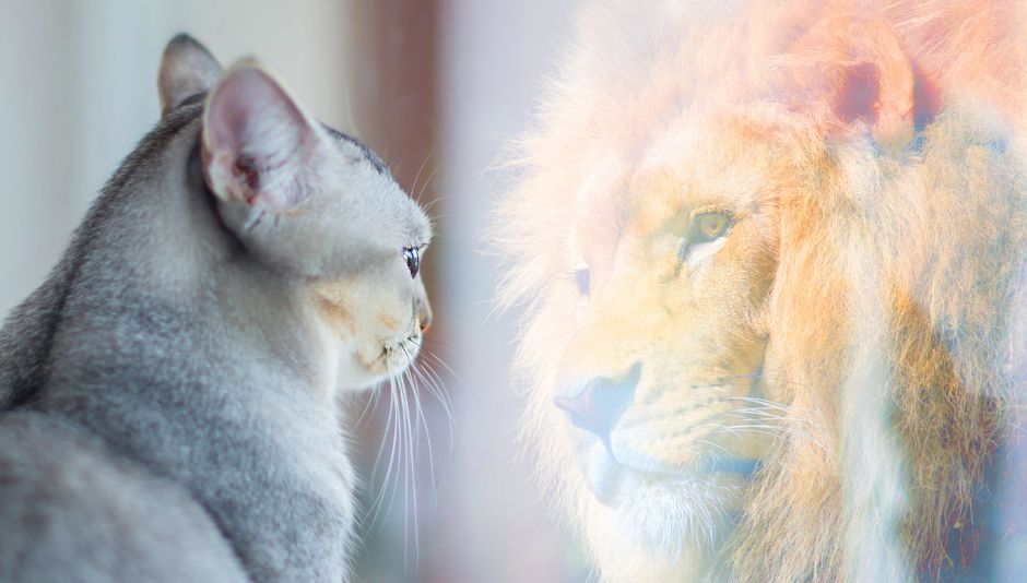 Imagen que refleja un gato y un león